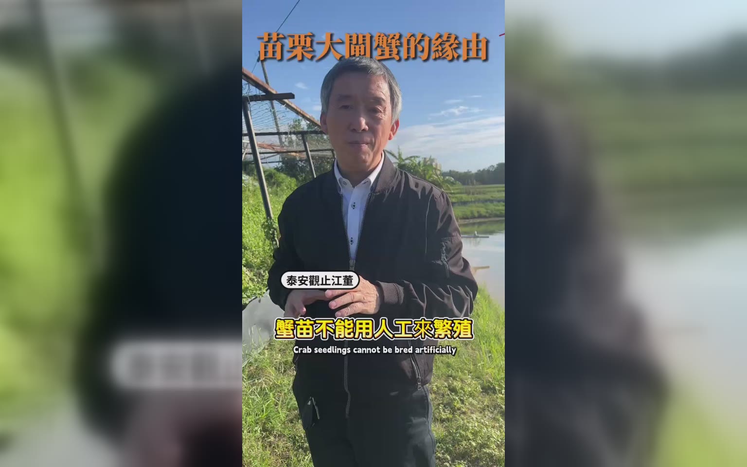 長江口崇明島 經海大檢疫過的蟹苗