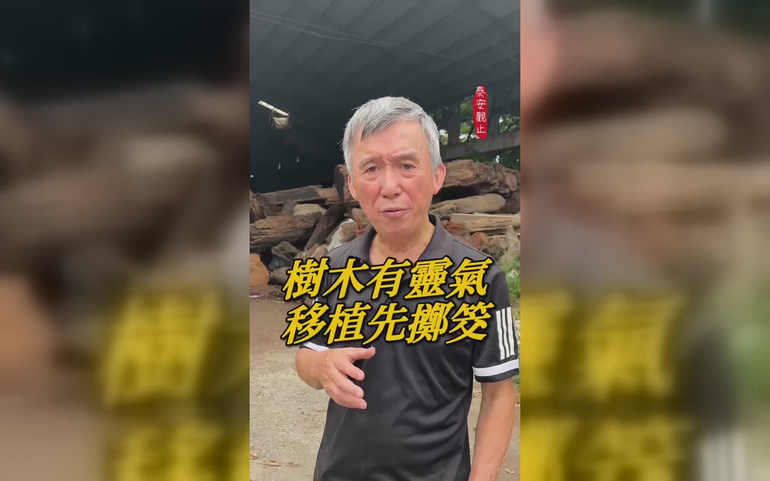 千百年大樹靈氣-福氣者共享