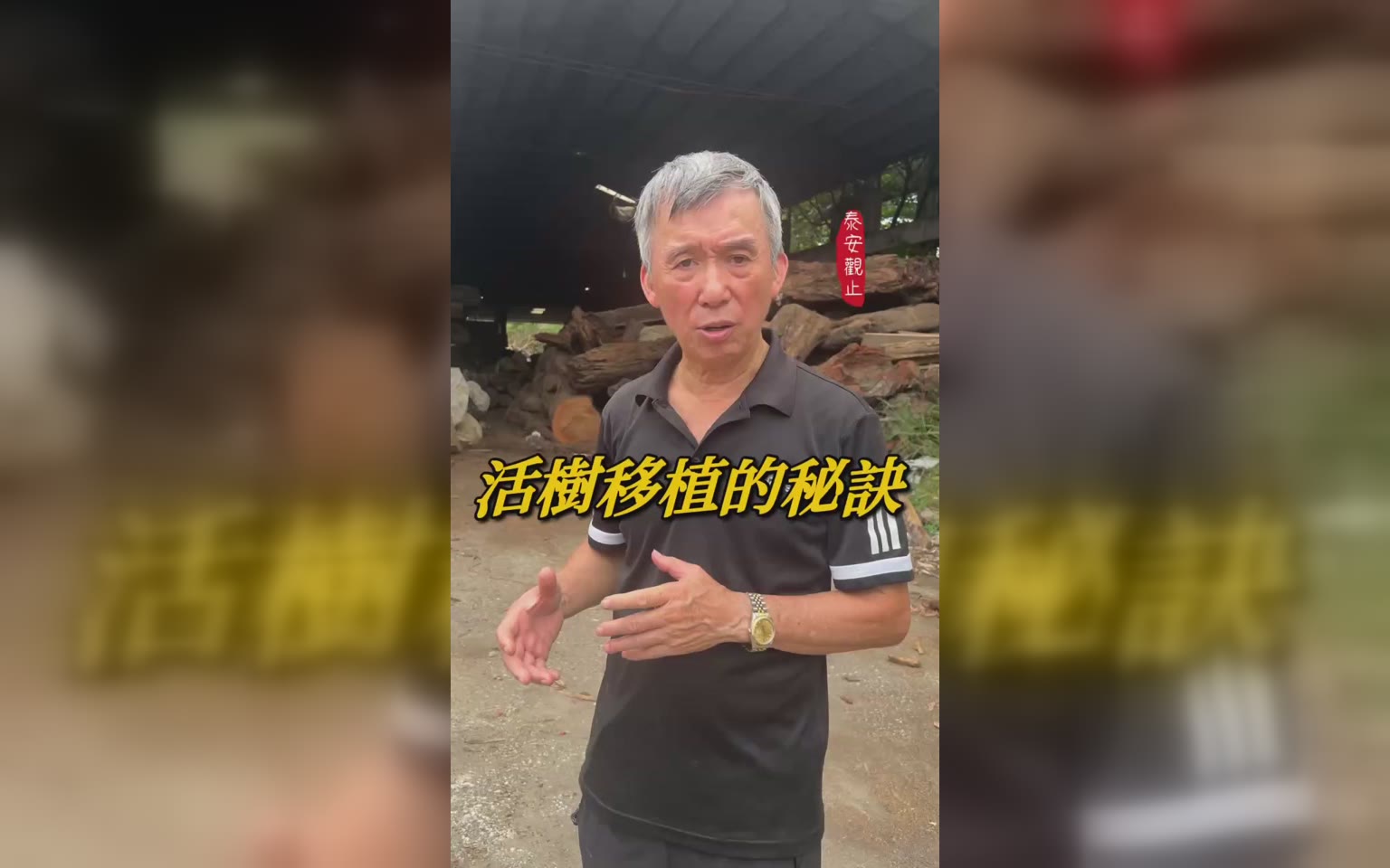 大樹移植的方法與步驟：斷根、養鬚根，江董的移植現場